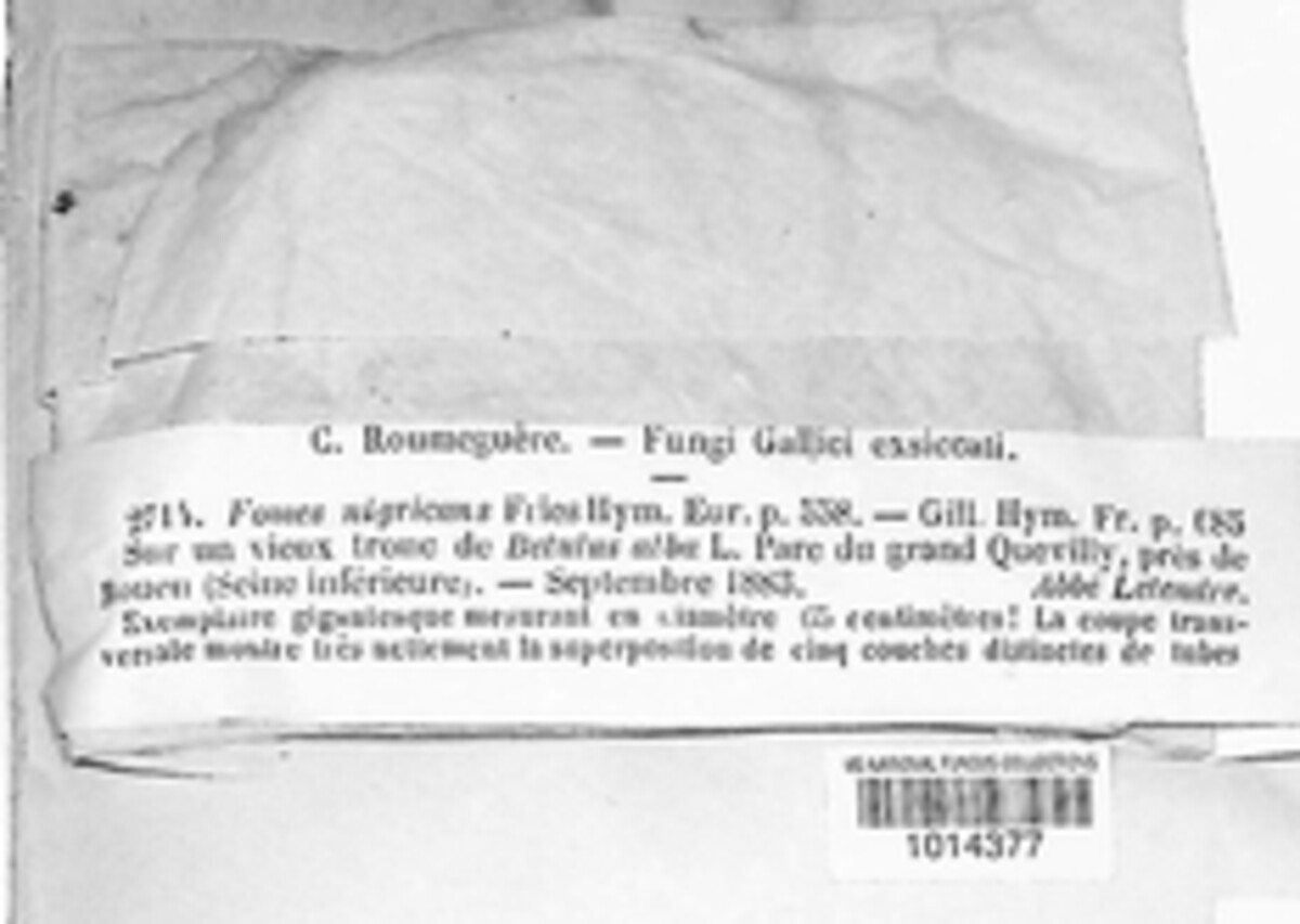 Phellinus igniarius image